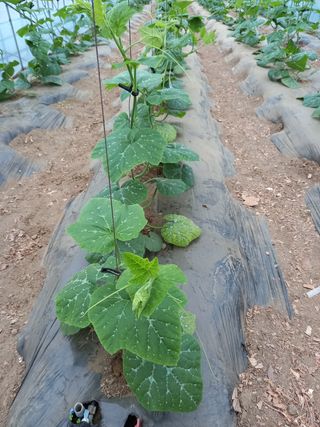 알 수 없음님의 호박 · 자유게시판 작성글 사진