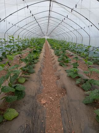 알 수 없음님의 호박 · 자유게시판 작성글 사진