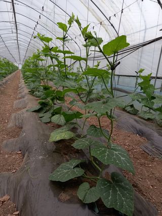 알 수 없음님의 호박 · 자유게시판 작성글 사진