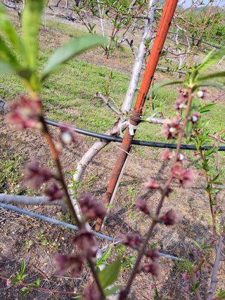욕심내지말자님의 복숭아 · 자유게시판 작성글 사진
