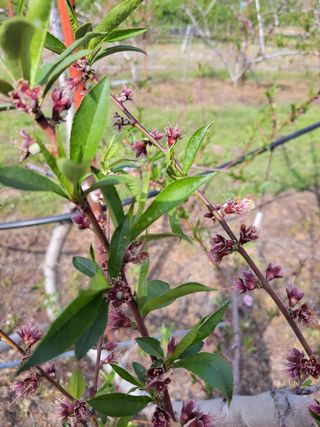 욕심내지말자님의 복숭아 · 자유게시판 작성글 사진