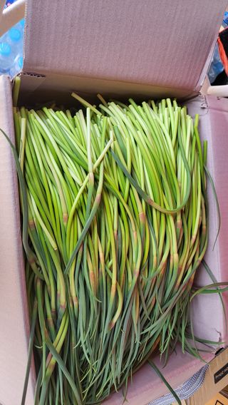 농사꾼 단비님의 마늘 · 일상 작성글 사진