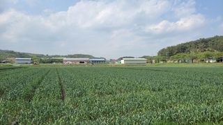 농사꾼 단비님의 마늘 · 일상 작성글 사진