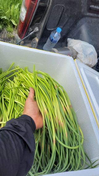 농사꾼 단비님의 마늘 · 일상 작성글 사진