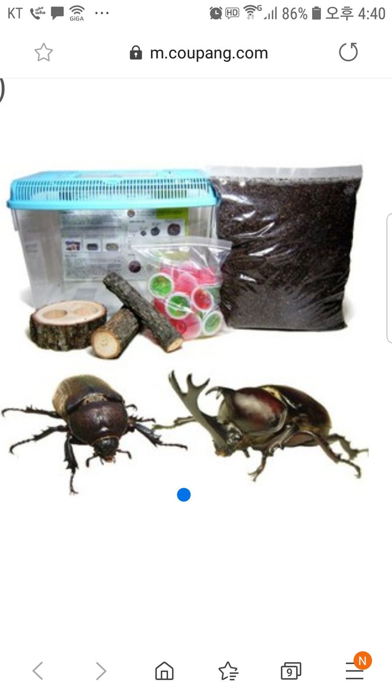 서완식님의 장터 판매 상품 [장수풍뎅이  한쌍 키우기세트] 첨부 사진