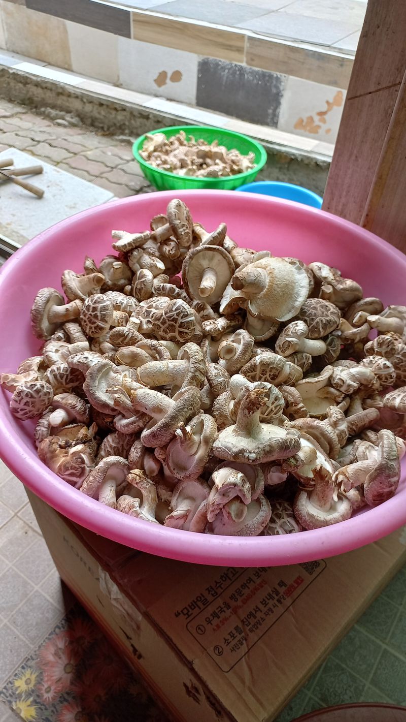 장터 상품 [표고나무생산버섯1kg] 썸네일