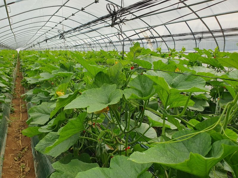 그린톡톡 오계상님의 장터 판매 상품 [101그린톡톡(100g)  5개 무료배송] 첨부 사진