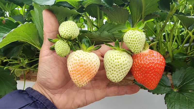 그린톡톡 오계상님의 장터 판매 상품 [101그린톡톡(100g)  5개 무료배송] 첨부 사진