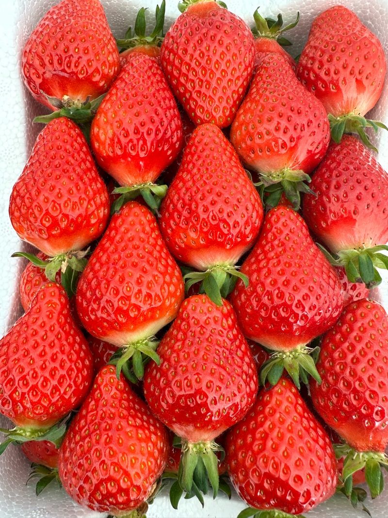 그린톡톡 오계상님의 장터 판매 상품 [101그린톡톡(100g)  5개 무료배송] 첨부 사진