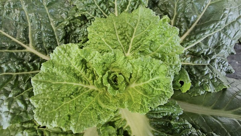 그린톡톡 오계상님의 장터 판매 상품 [101그린톡톡(100g)  5개 무료배송] 첨부 사진