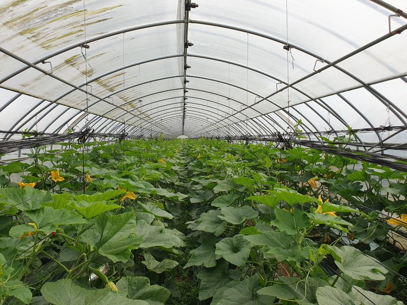 그린톡톡 오계상님의 장터 판매 상품 [101그린톡톡(100g)  5개 무료배송] 첨부 사진