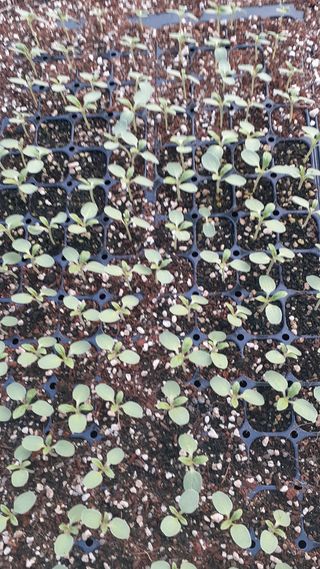 송광만님의 참깨 · 자유게시판 작성글 사진