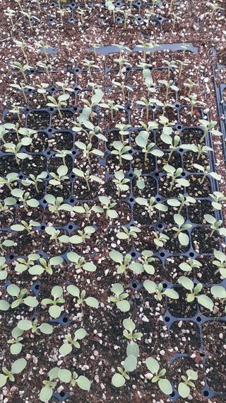 송광만님의 참깨 · 자유게시판 작성글 사진