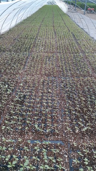 송광만님의 참깨 · 자유게시판 작성글 사진