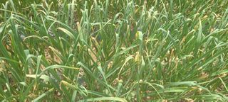 탐라텃밥님의 마늘 · 병해충상담 작성글 사진