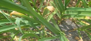 탐라텃밥님의 마늘 · 병해충상담 작성글 사진