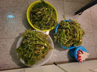 자연같이님의 두릅 · 일상 작성글 사진