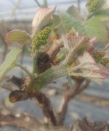 팜모닝 포도·자유게시판 게시글 이미지