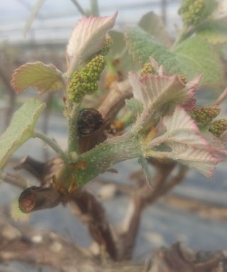 백일목님의 포도 · 자유게시판 작성글 사진