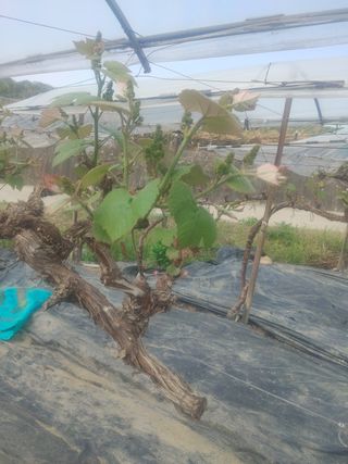 백일목님의 포도 · 자유게시판 작성글 사진