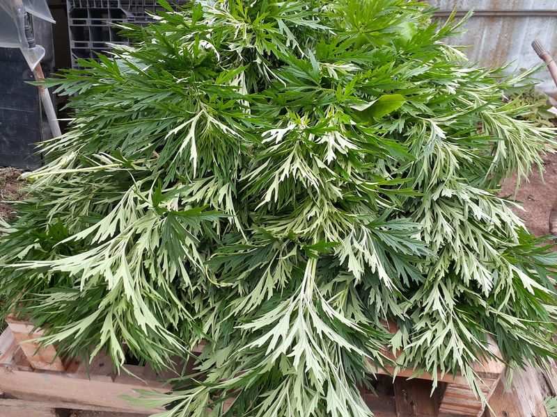 장터 상품 [건조 익모초 있습니다] 썸네일