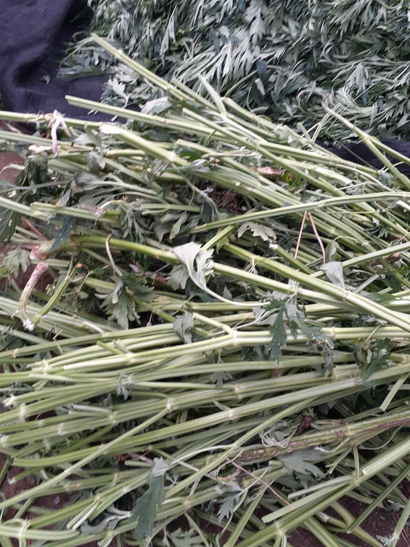 아로대추님의 장터 판매 상품 [건조 익모초 있습니다] 첨부 사진