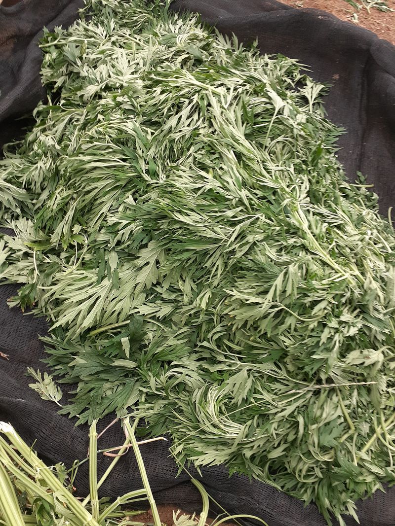 아로대추님의 장터 판매 상품 [건조 익모초 있습니다] 첨부 사진