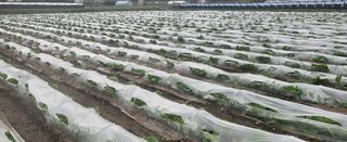 박호성님의 배추 · 일상 작성글 사진