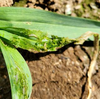 알 수 없음님의 마늘 · 병해충상담 작성글 사진
