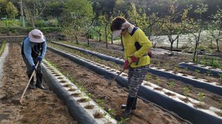 영이님의 벼 · 자유게시판 작성글 사진