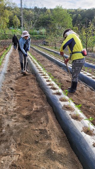 영이님의 벼 · 자유게시판 작성글 사진