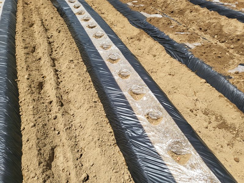 장터 상품 [땅콩씨앗 1kg] 썸네일