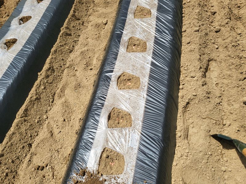 봄봄농장님의 장터 판매 상품 [땅콩씨앗 1kg] 첨부 사진