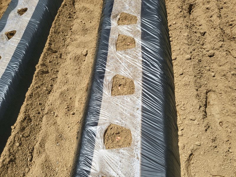 봄봄농장님의 장터 판매 상품 [땅콩씨앗 1kg] 첨부 사진