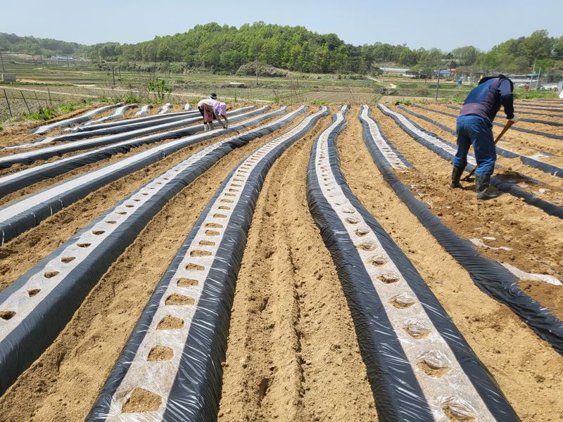 봄봄농장님의 장터 판매 상품 [땅콩씨앗 1kg] 첨부 사진