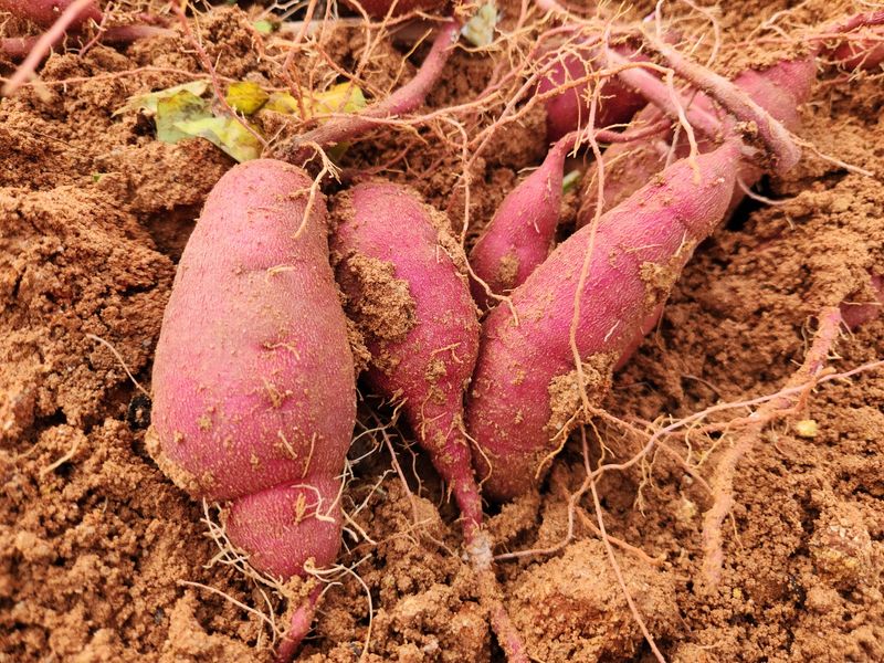 장터 상품 [[해남 무농약 꿀밤고구마 판매해요👍] 달달 촉촉 무료배송 ] 썸네일