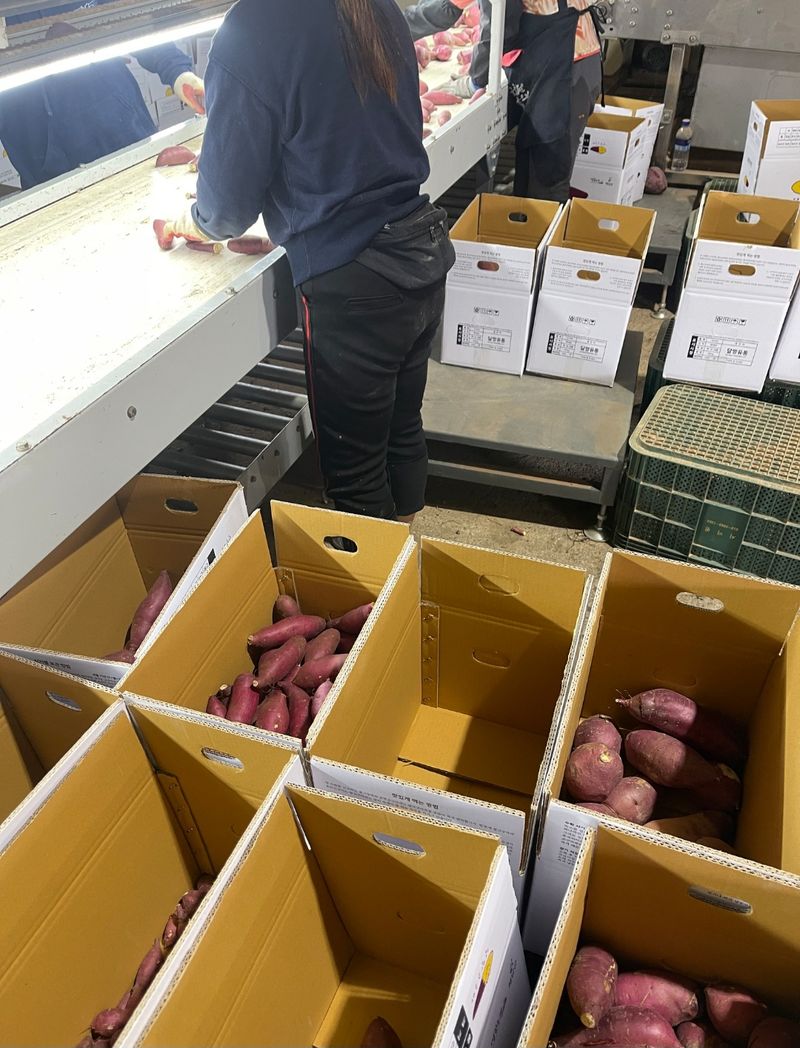 프룻하늬님의 장터 판매 상품 [[해남 무농약 꿀밤고구마 판매해요👍] 달달 촉촉 무료배송 ] 첨부 사진