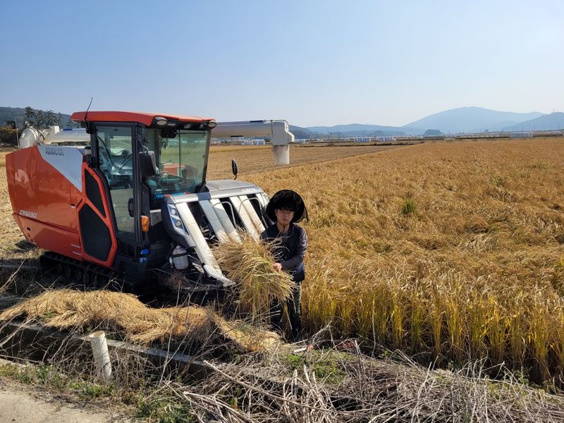 김영진(전남영광)님의 장터 판매 상품 [일반 신동진쌀 20kg 판매해요] 첨부 사진
