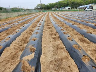 HYUN님의 참깨 · 자유게시판 작성글 사진