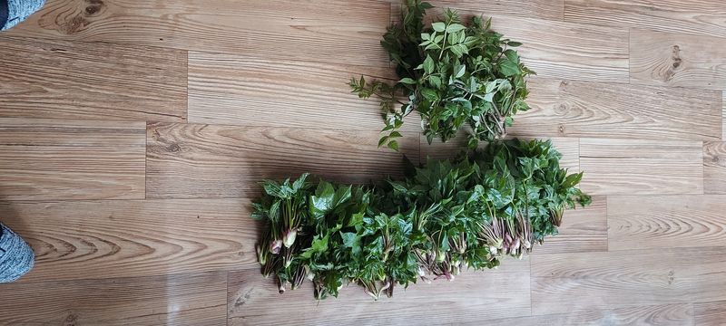 장터 상품 [엄나무순 두릅순 판매합니다.2kg35000~40000원] 썸네일