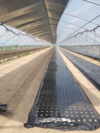 금산깻잎(최환용)님의 자유주제 · 사진전 작성글 사진