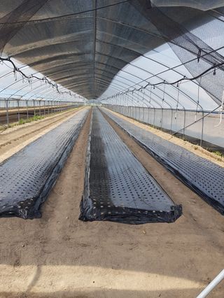 금산깻잎(최환용)님의 자유주제 · 사진전 작성글 사진