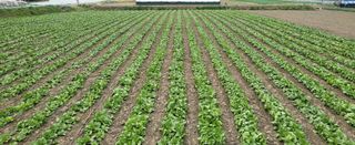 박호성님의 배추 · 일상 작성글 사진