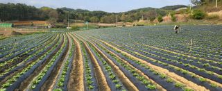 박호성님의 배추 · 일상 작성글 사진