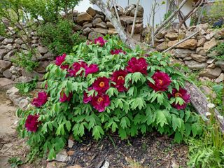 알 수 없음님의 두릅·삽목•정식 작성글 사진