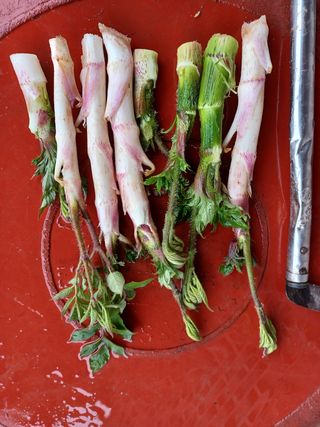 알 수 없음님의 두릅 · 삽목•정식 작성글 사진