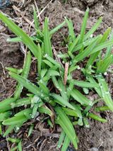 알 수 없음님의 두릅·삽목•정식 작성글 사진