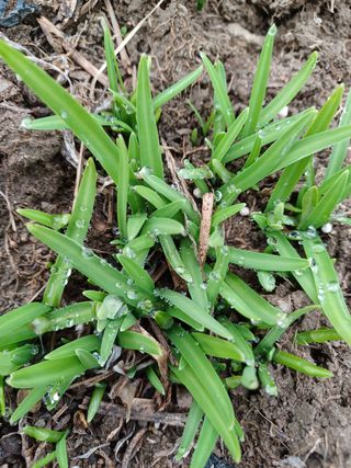 알 수 없음님의 두릅 · 삽목•정식 작성글 사진