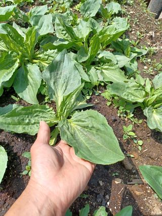 알 수 없음님의 두릅 · 삽목•정식 작성글 사진