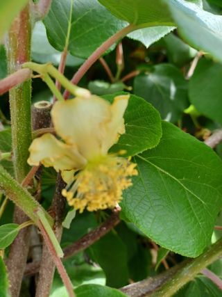 알 수 없음님의 두릅 · 삽목•정식 작성글 사진